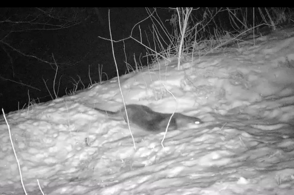 Even hungry predators need to take a break now and again, like this adorable animal caught on camera in upstate New York