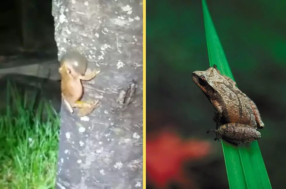 Do You Know About the New York Frog with an X on its Back?