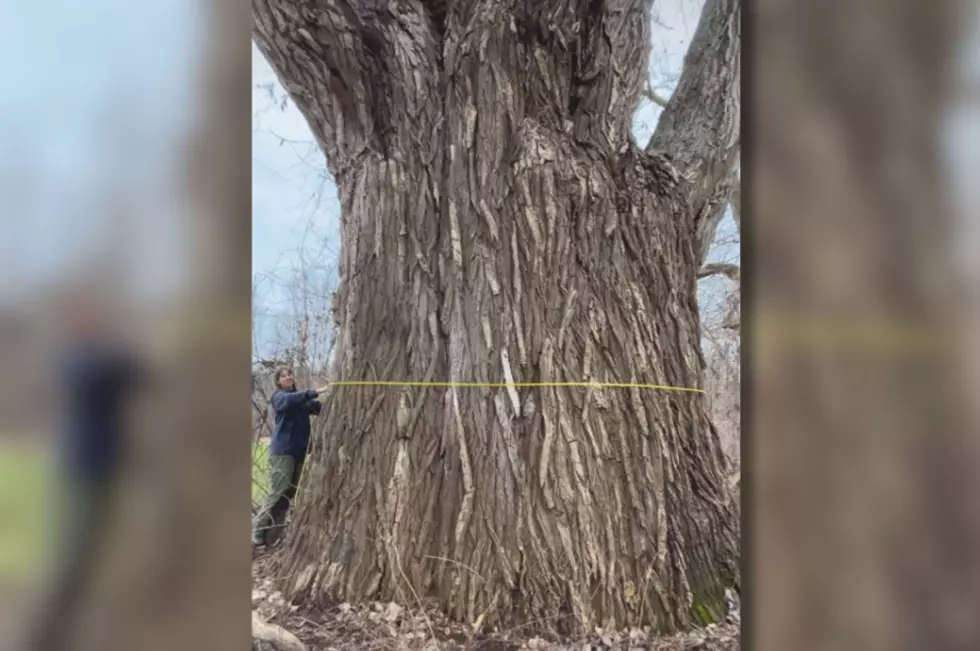 Could New York’s Biggest Tree Be the Largest in the World