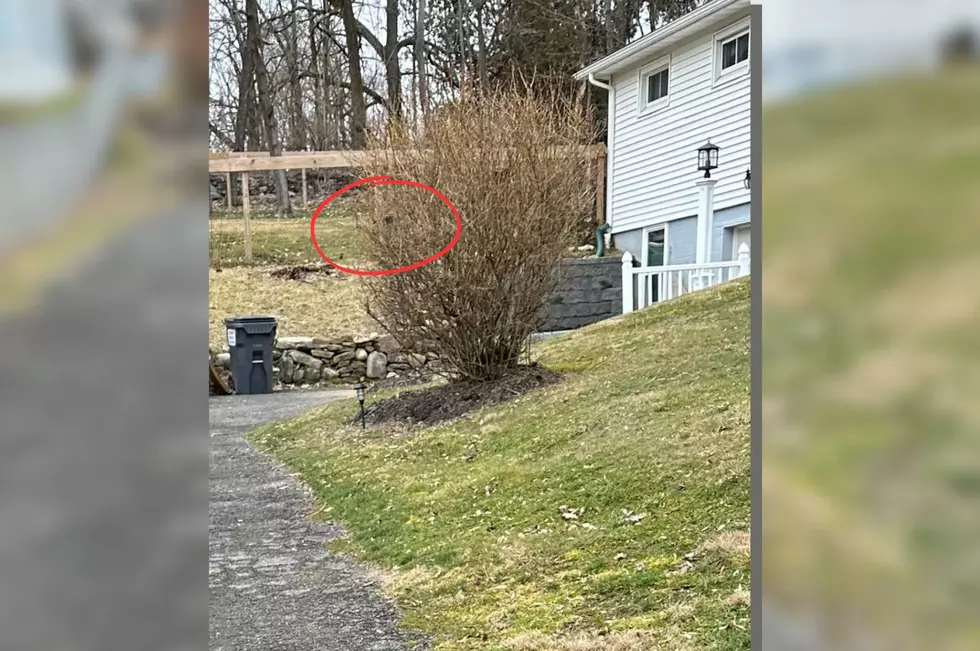 When the leaves fell from this bush, it exposed two bird nests hiding inside