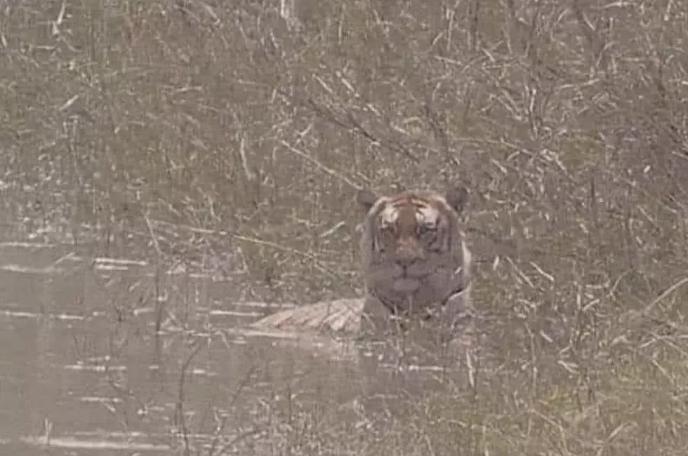 Was a Loose Tiger Actually Spotted Roaming in This New York County?