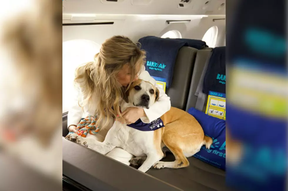 Details on Dog Charter Flights Coming to New York