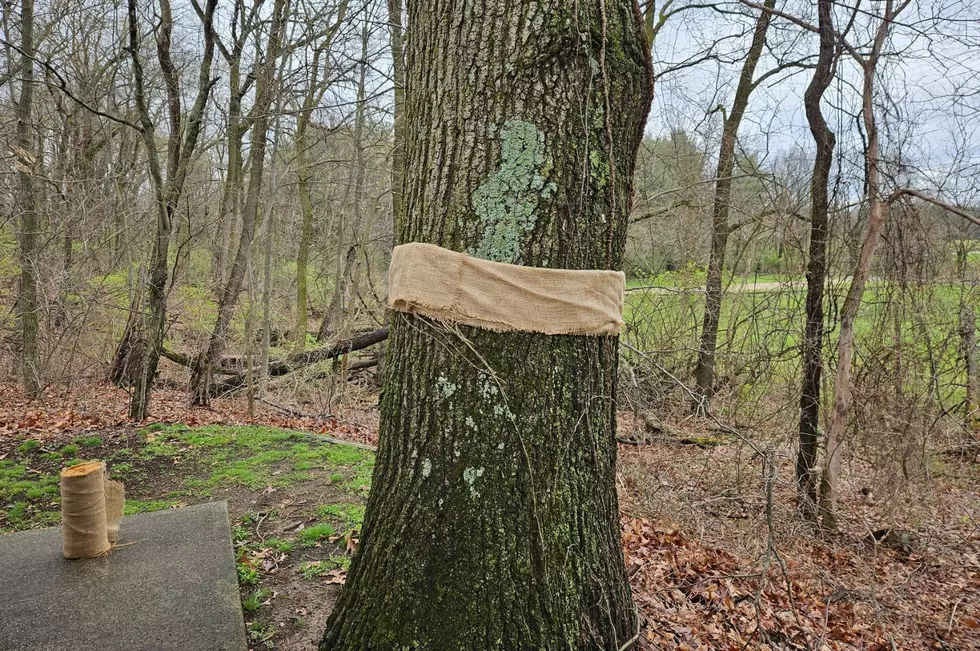 What It Means When You See a ‘Banded’ Tree in New York