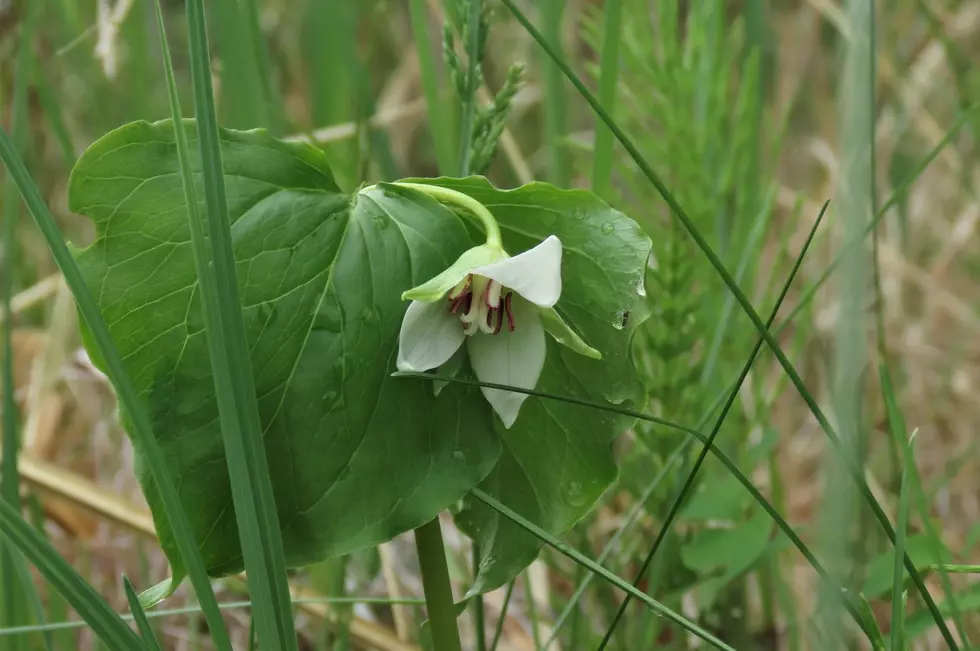 Trillium cernuum, also known as Nodding Trillium, is listed as a vulnerable plant in New York state