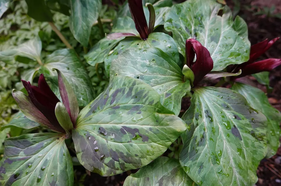 Trillium sessile, also known as Toad-shade, is listed as endangered in New York state