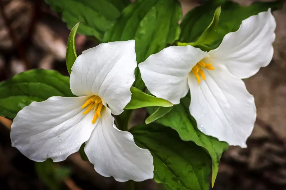 Trillium flexipes, also known as Nodding Wakerobin, is listed as endangered in New York state