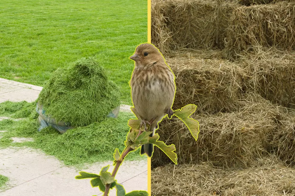 Organic materials like grass clippings and straw are great options to offer birds for their nests