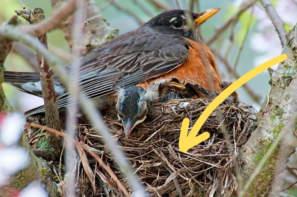 A viral trend on Facebook is meant to help New York birds build their nests. Unfortunately, it may cause more harm than good