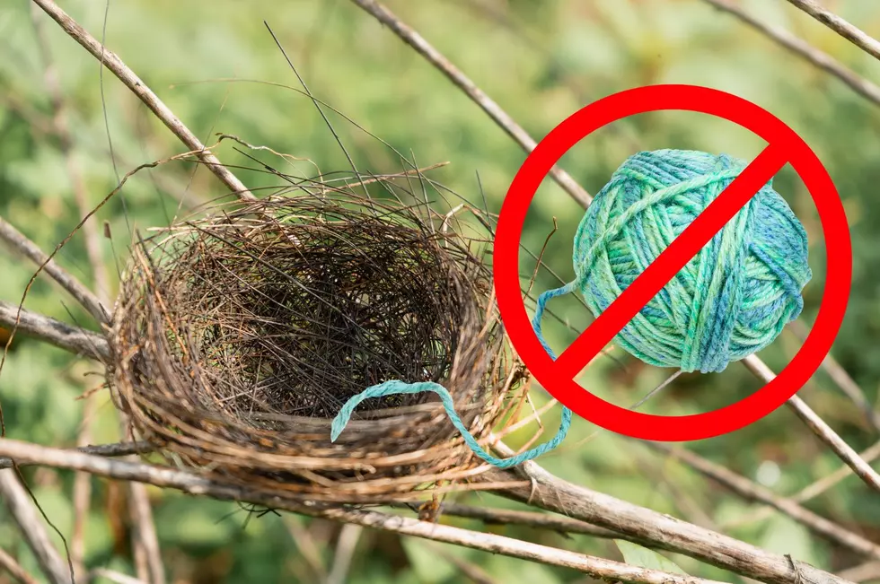 Materials like yarn scraps can be dangerous for New York birds to use when building their nests