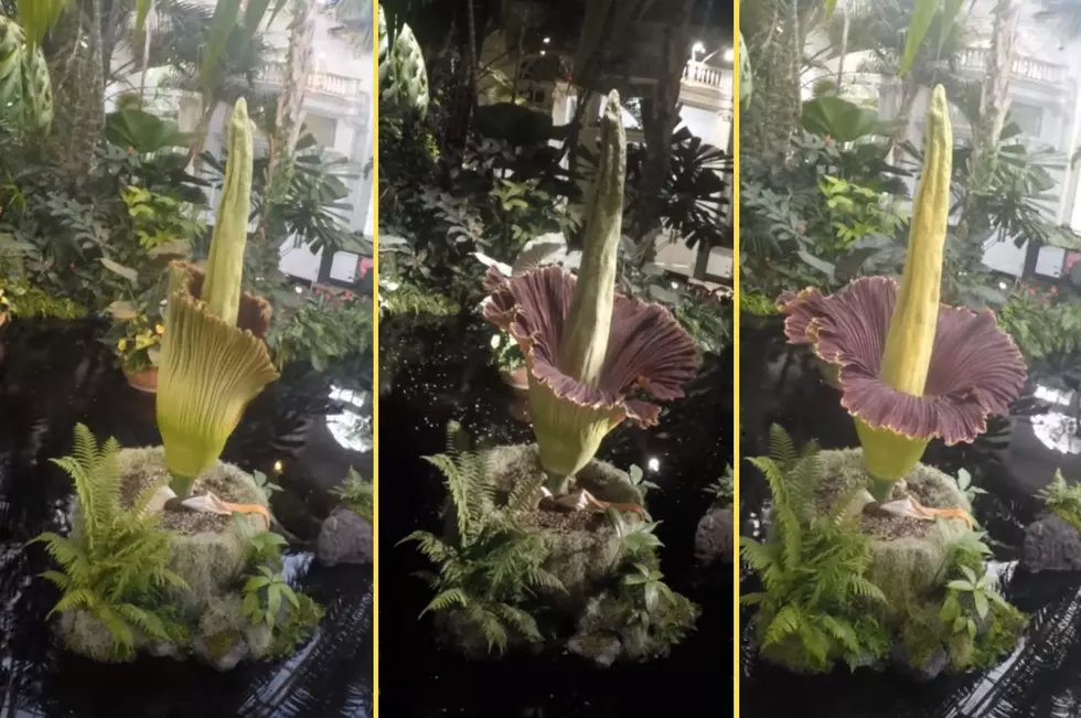 Where to Find the Famous Corpse Flower in New York