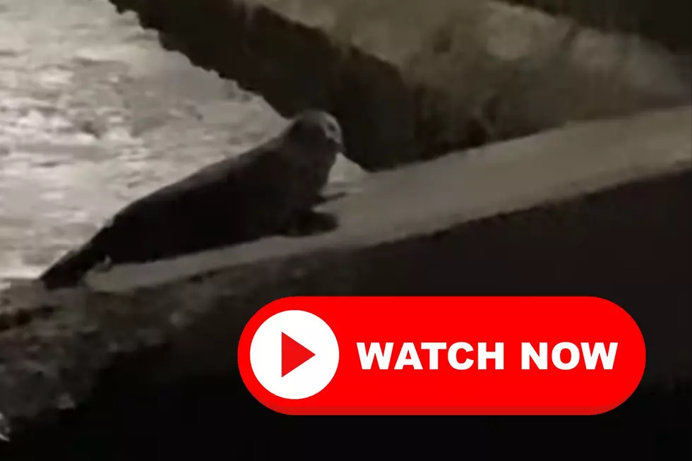 WATCH: Seal Spotting in Upstate New York on the Hudson River