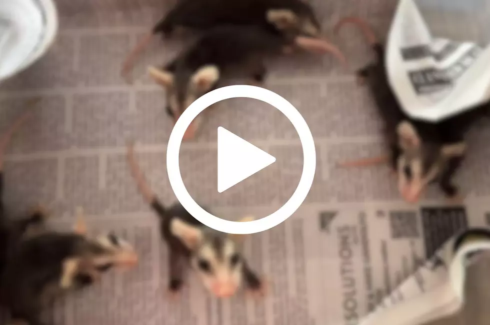 [VIDEO] Can You Identify These Tiny New York Animal Babies?