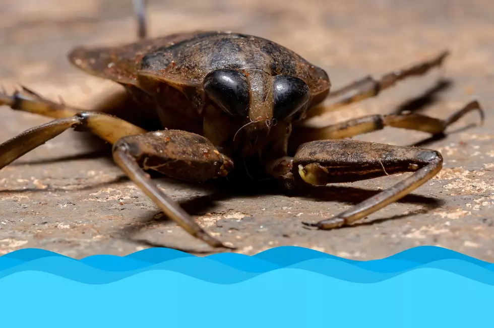 Giant water bugs have some of the most painful bites in the insect kingdom... and one could be waiting for you in your backyard pool