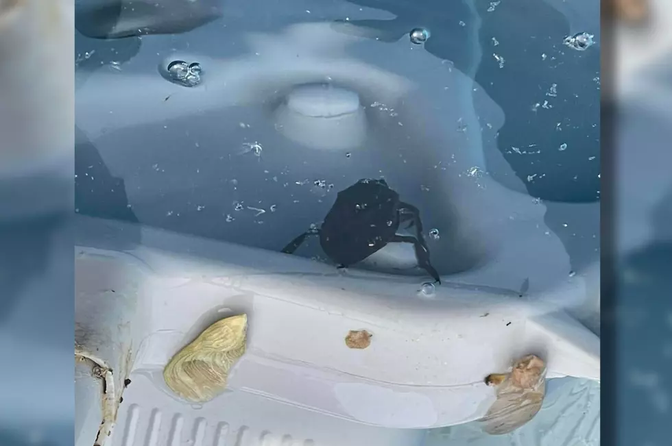 An animal with one of the most painful bites in the insect kingdom could be lurking in your backyard pool