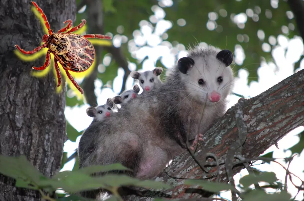 Is Everybody&#8217;s Favorite Fact About New York Possums a Lie?