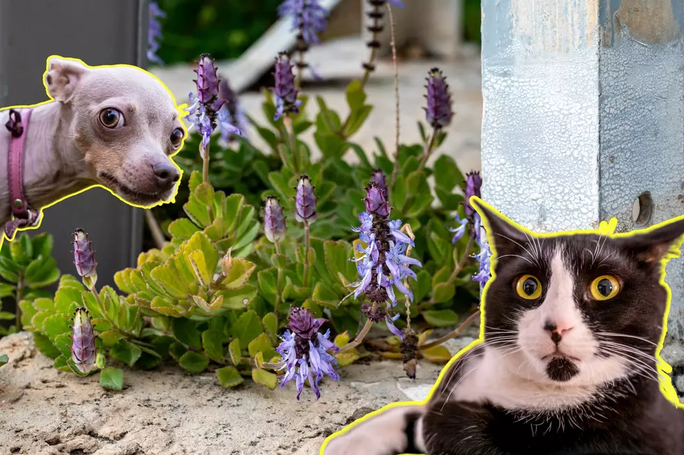 Does this New York Plant Really Keep Pets from Ruining Your Garden?