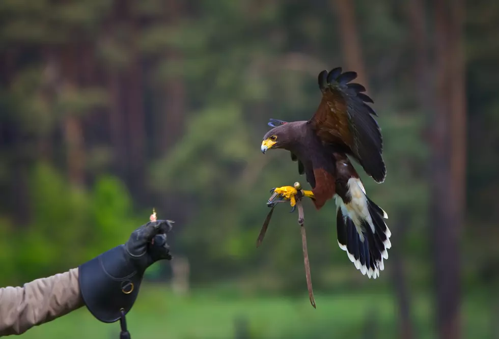 Discover The Magic Of Falconry At A Private Preserve In Goshen, New York