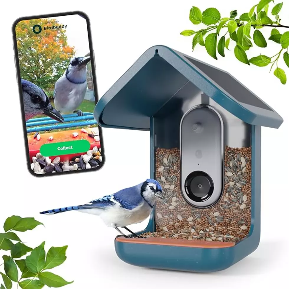 This AI Bird Feeder Is a Must Have For Hudson Valley Bird Watchers