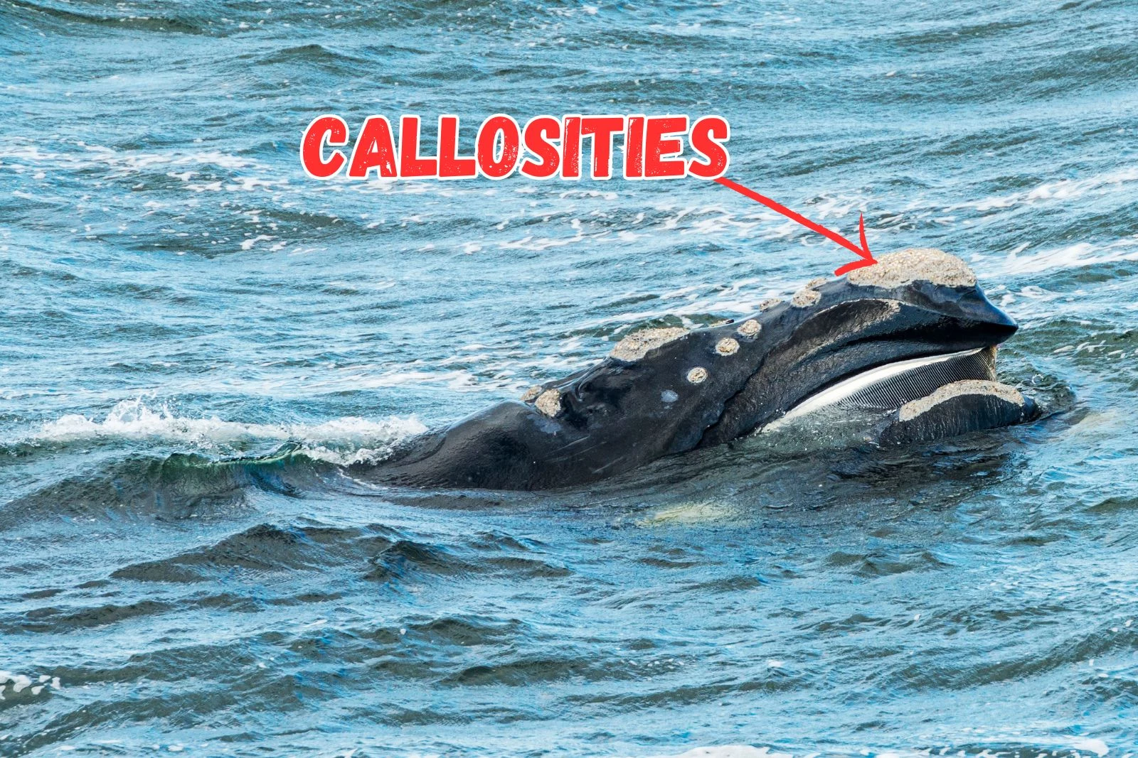 Largest Gathering' Of Endangered Whales Seen Off New York Coast