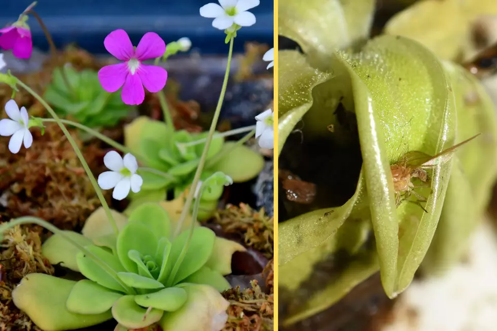 Photos of the carnivorous butterwort plant