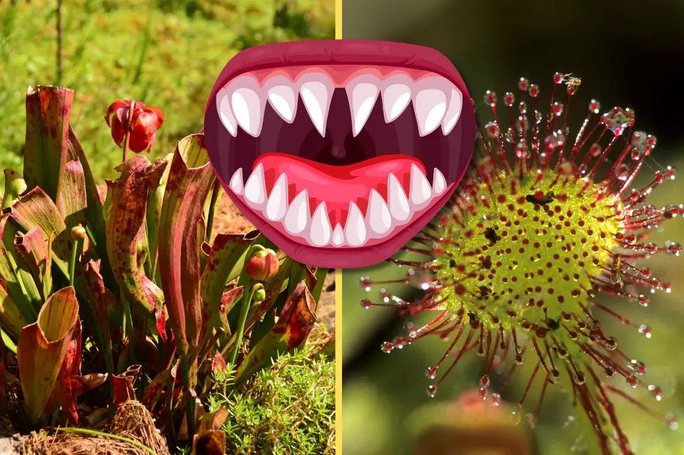 How to Identify New York State&#8217;s 4 Carnivorous Plants