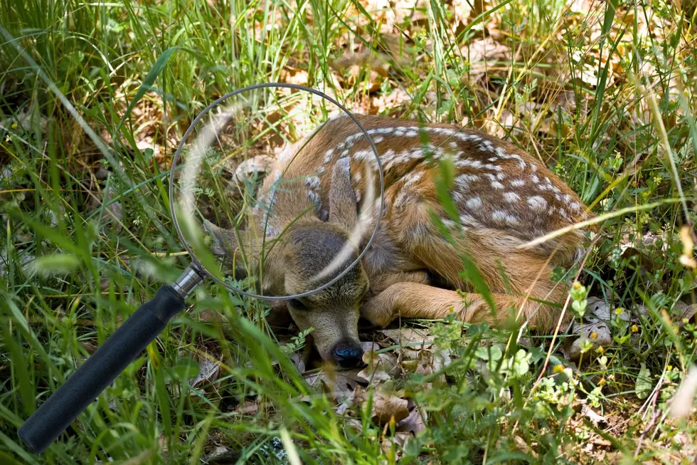 Is Your New York Yard a Prime Spot for Baby Deer?