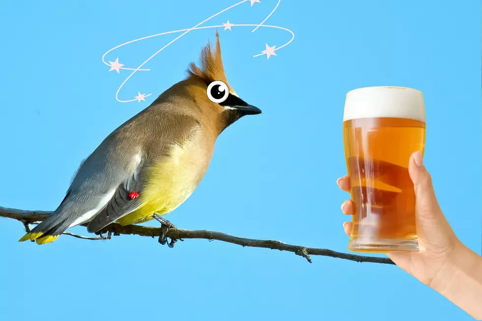 Did You Know These New York Birds Love to Get Drunk?