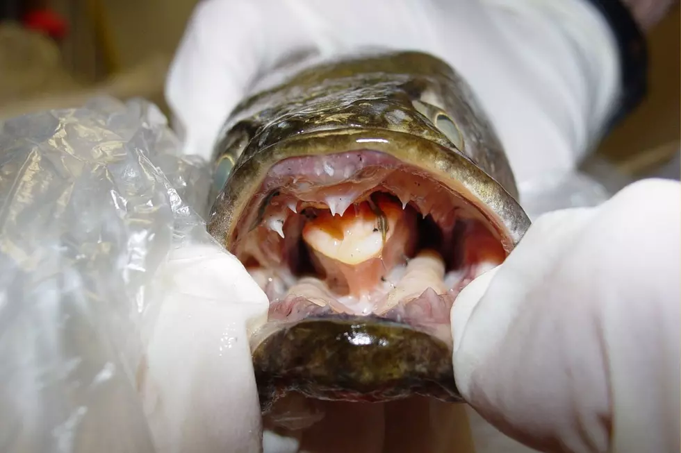New York DEC Says to Destroy this Invasive ‘Frankenfish’