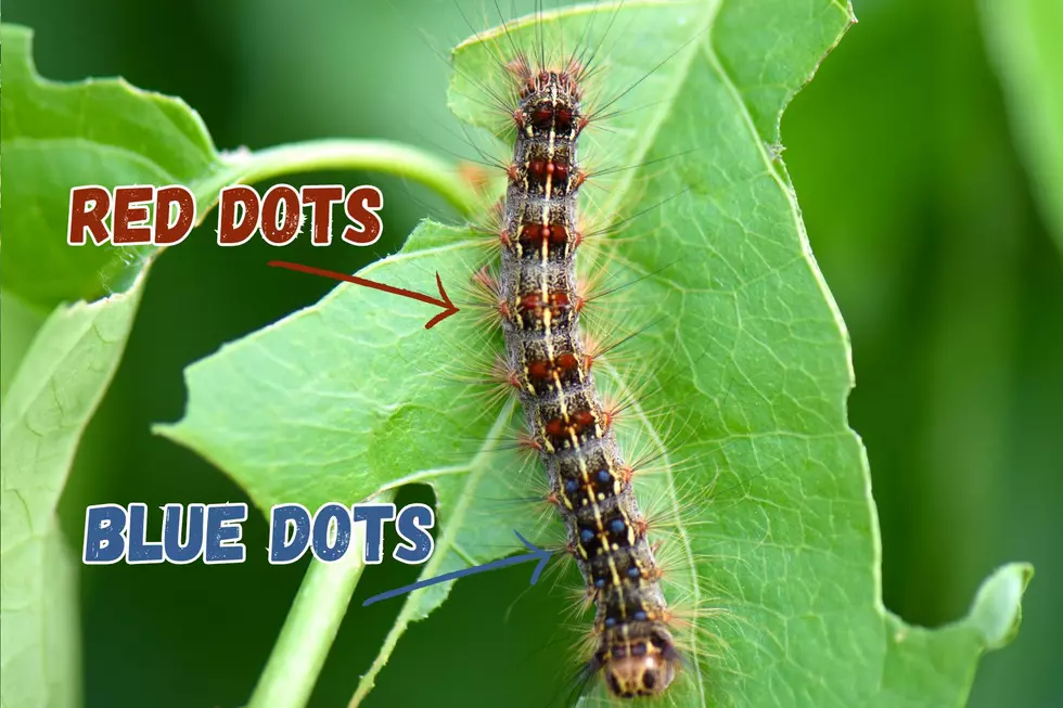 A closeup photo of a spongy moth caterpillar