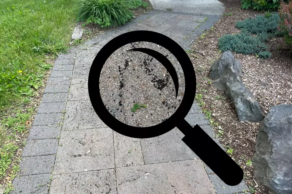 Photo of droppings from a spongy moth caterpillar
