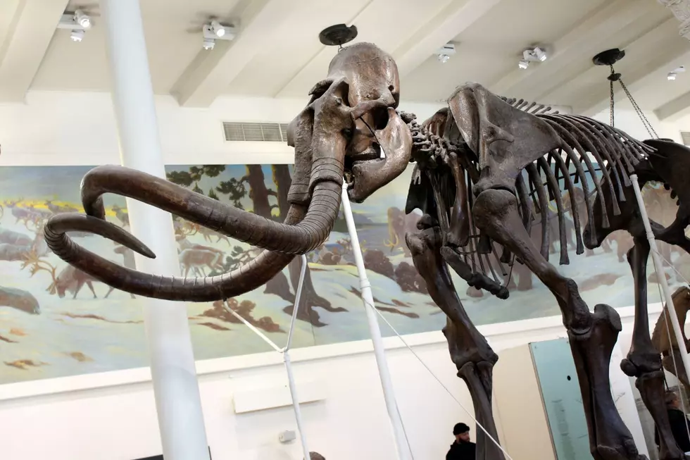 The Amazing Mastodon Actually Found in the Hudson Valley