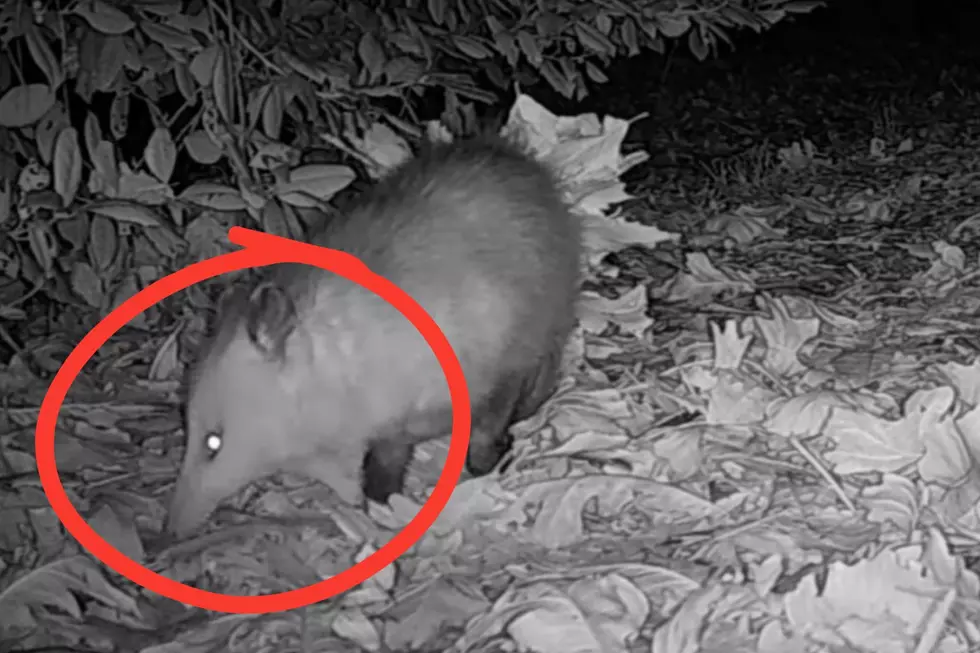 VIDEO: You'll Never Guess What this Opossum Is Doing