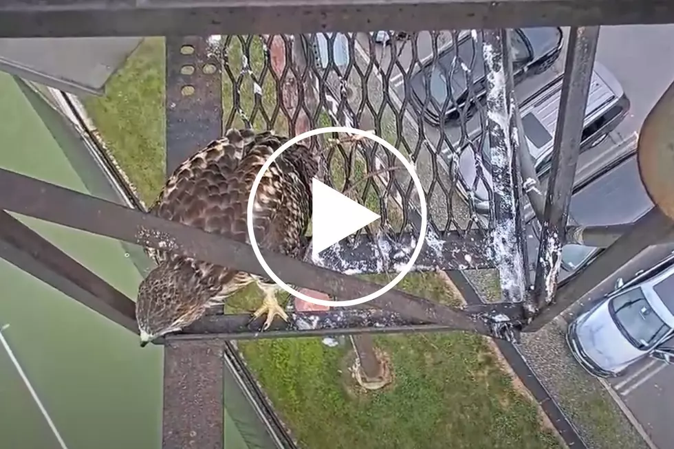VIDEO: Watch a New York Hawk Take Its Very First Flight