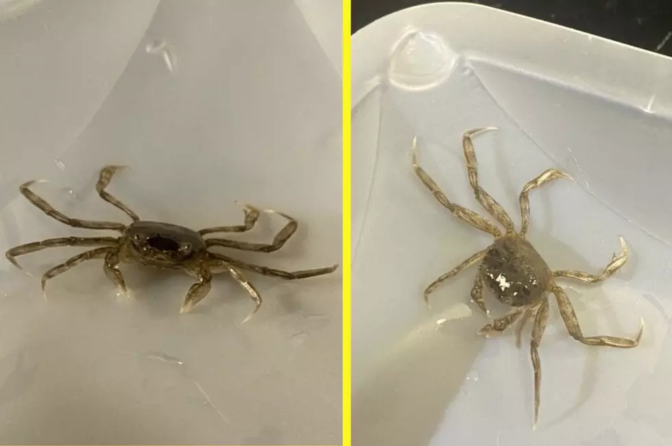 Photos of an invasive mitten crab