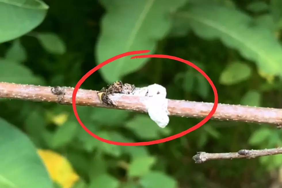Bird Poop in Your Backyard Could Actually Be This Amazing Animal