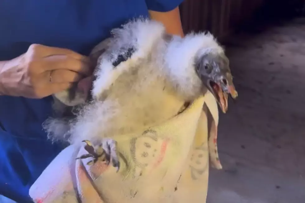 A turkey vulture fledgling in an abandoned New York barn