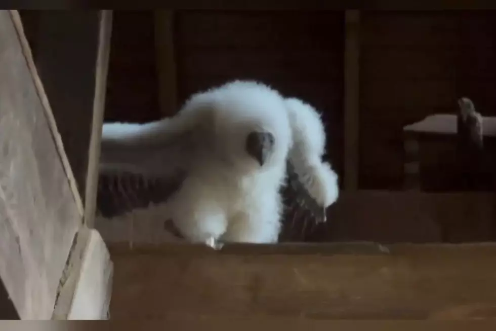A turkey vulture fledgling in an abandoned New York barn
