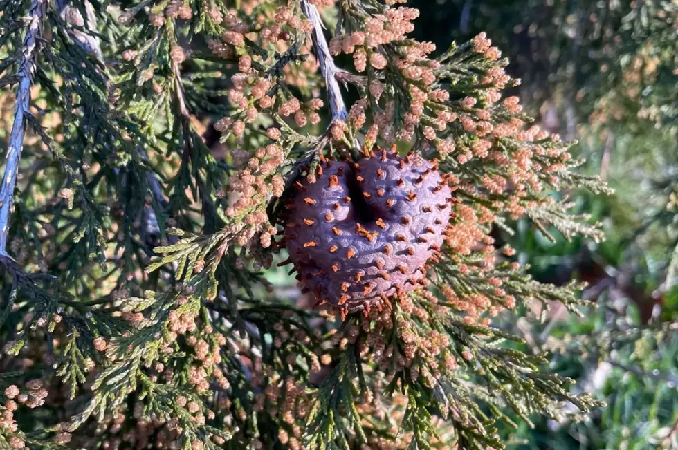 Photo of a cedar apple rust gall on a tree