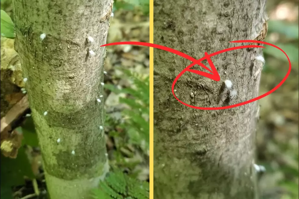 A beech tree with beech blight aphids