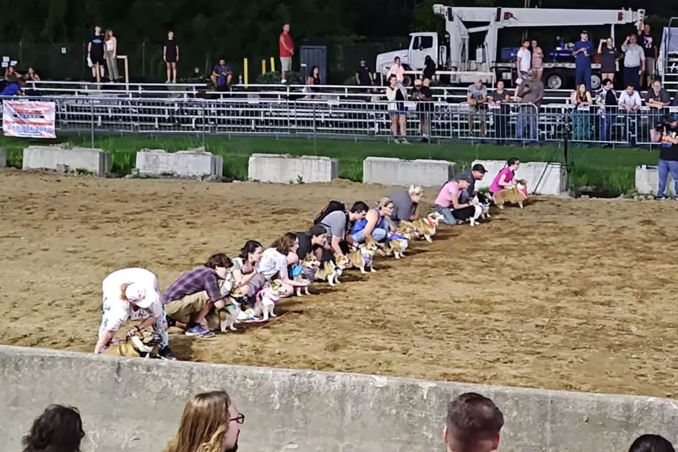 The corgi races at the Altamont County Fair in New York State