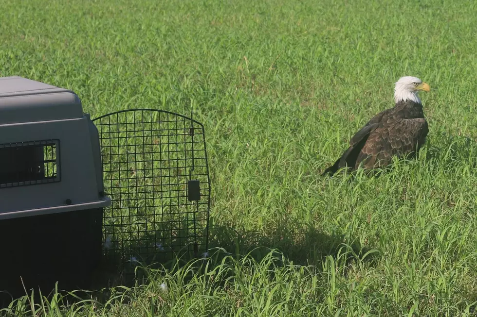 An eagle standing in a field next to a large dog carrier