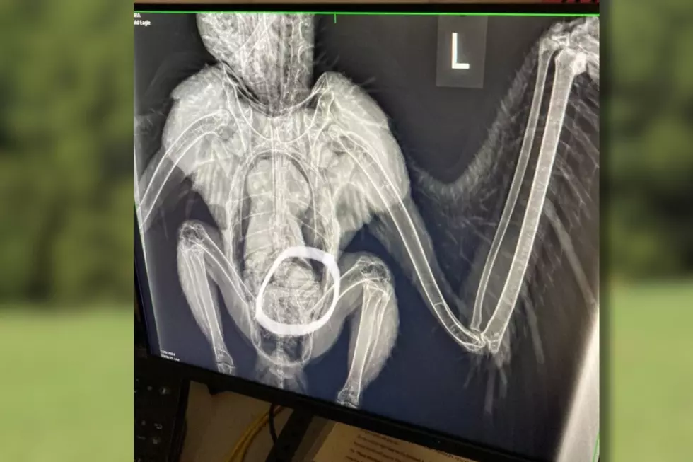 An x-ray of a bald eagle reveals what looks to be a racoon foot in their stomach