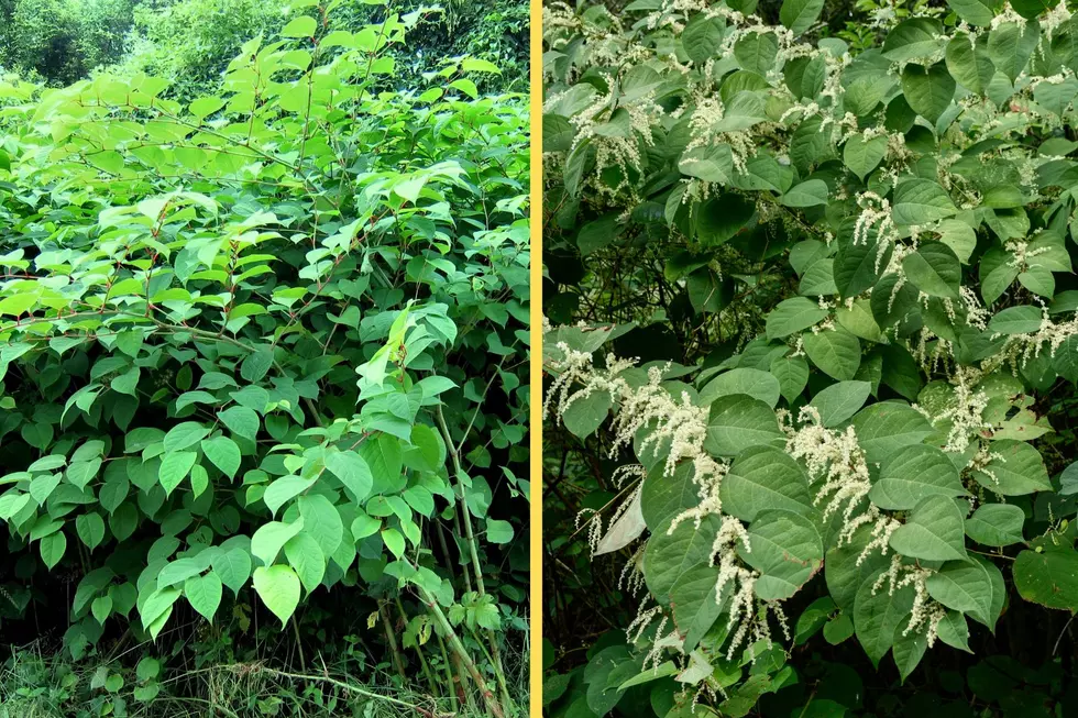 Japanese knotweed