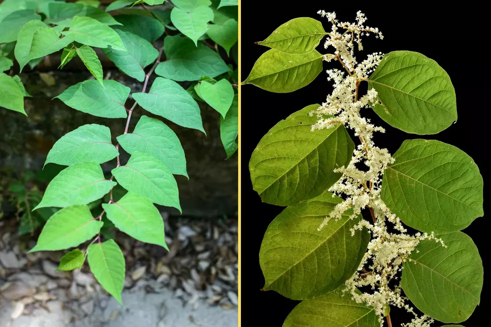 Leaves and flowers of the Japanese knotweed plant