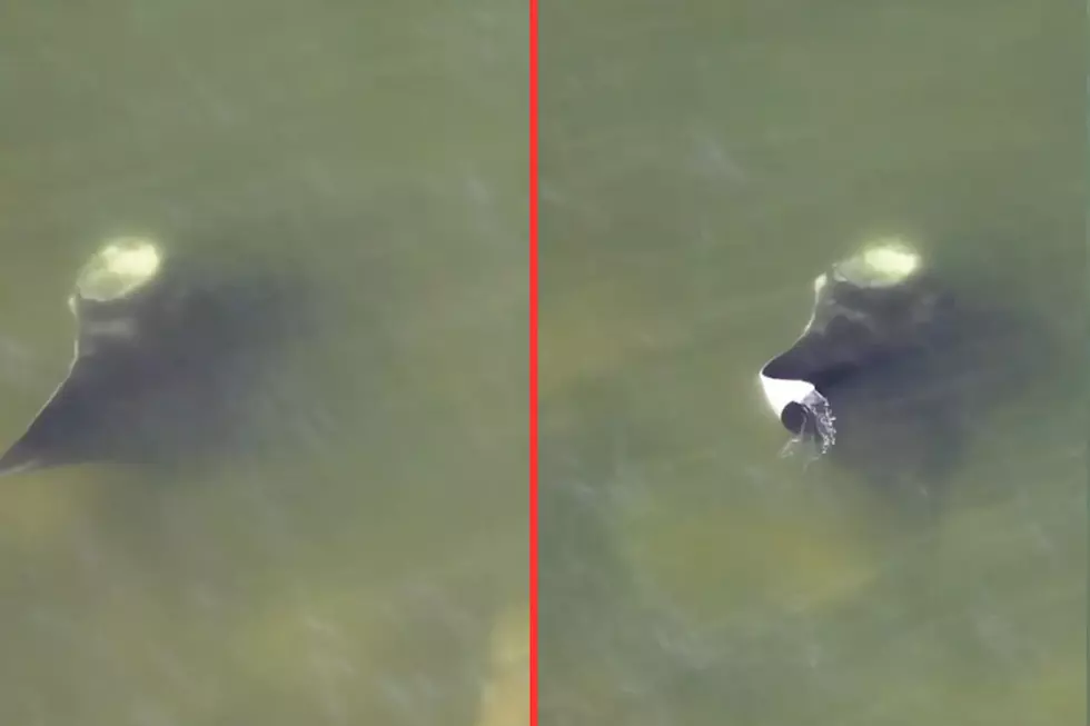 A Manta Ray that was spotted off the coast of New York