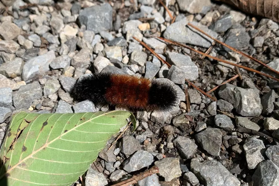 A woolly bear caterpillar