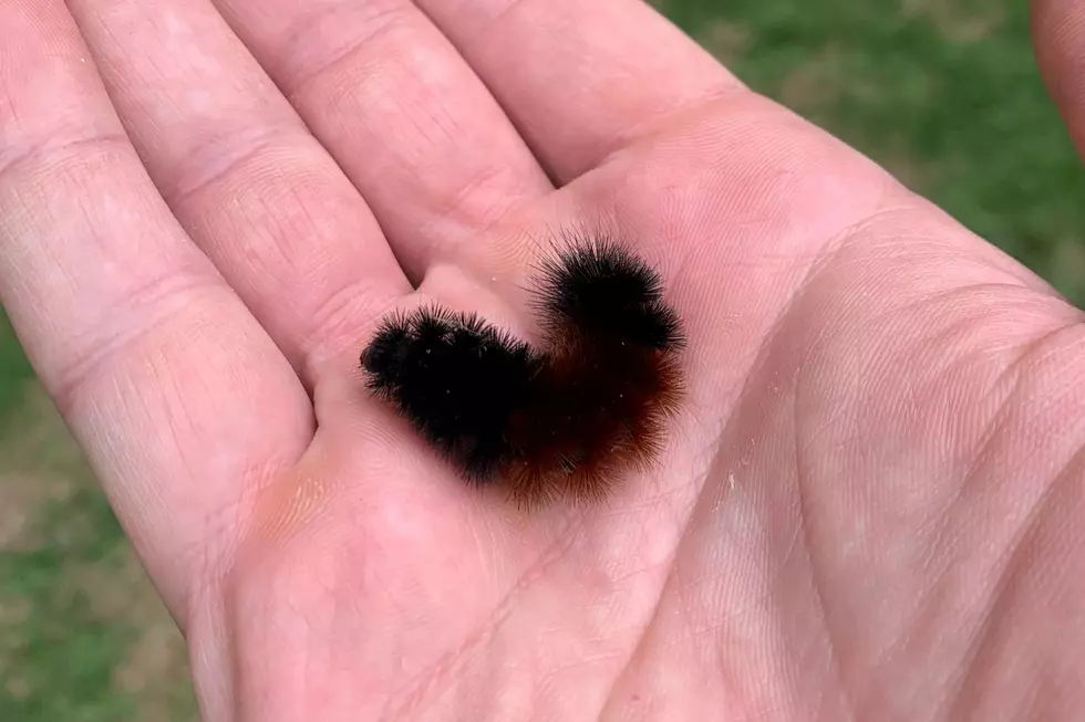 A woolly bear caterpillar
