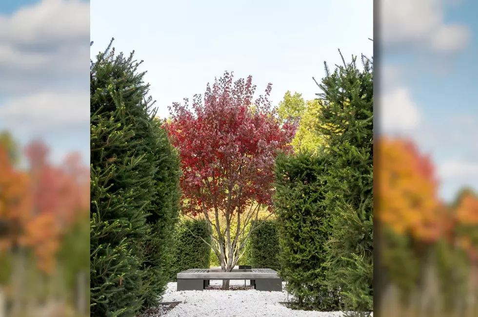A red maple tree