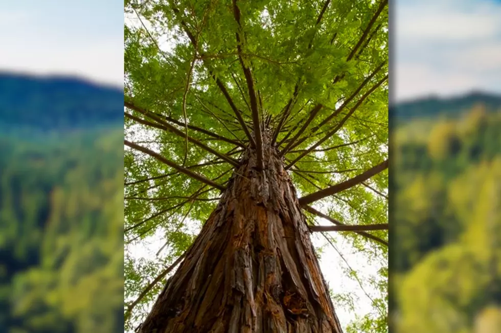 Most of the largest trees in New York State are in this one upstate county (Canva)