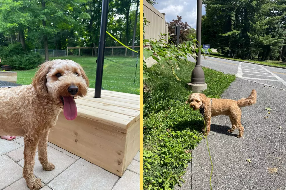 Two photos of a mini golden doodle